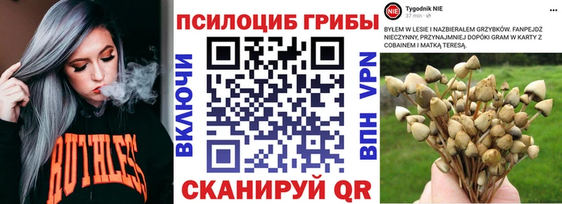 ОМГ ОМГ tor Балашов Галлюциногенные грибы Psilocybe